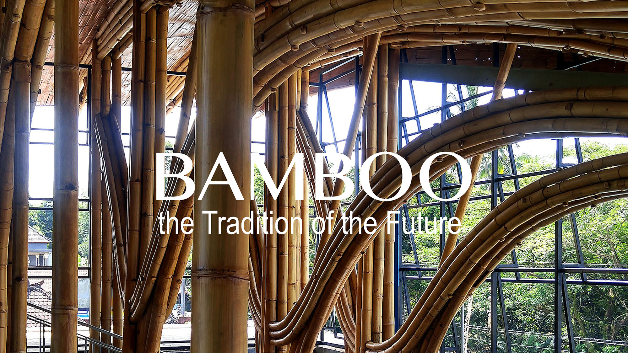 Bamboo 1