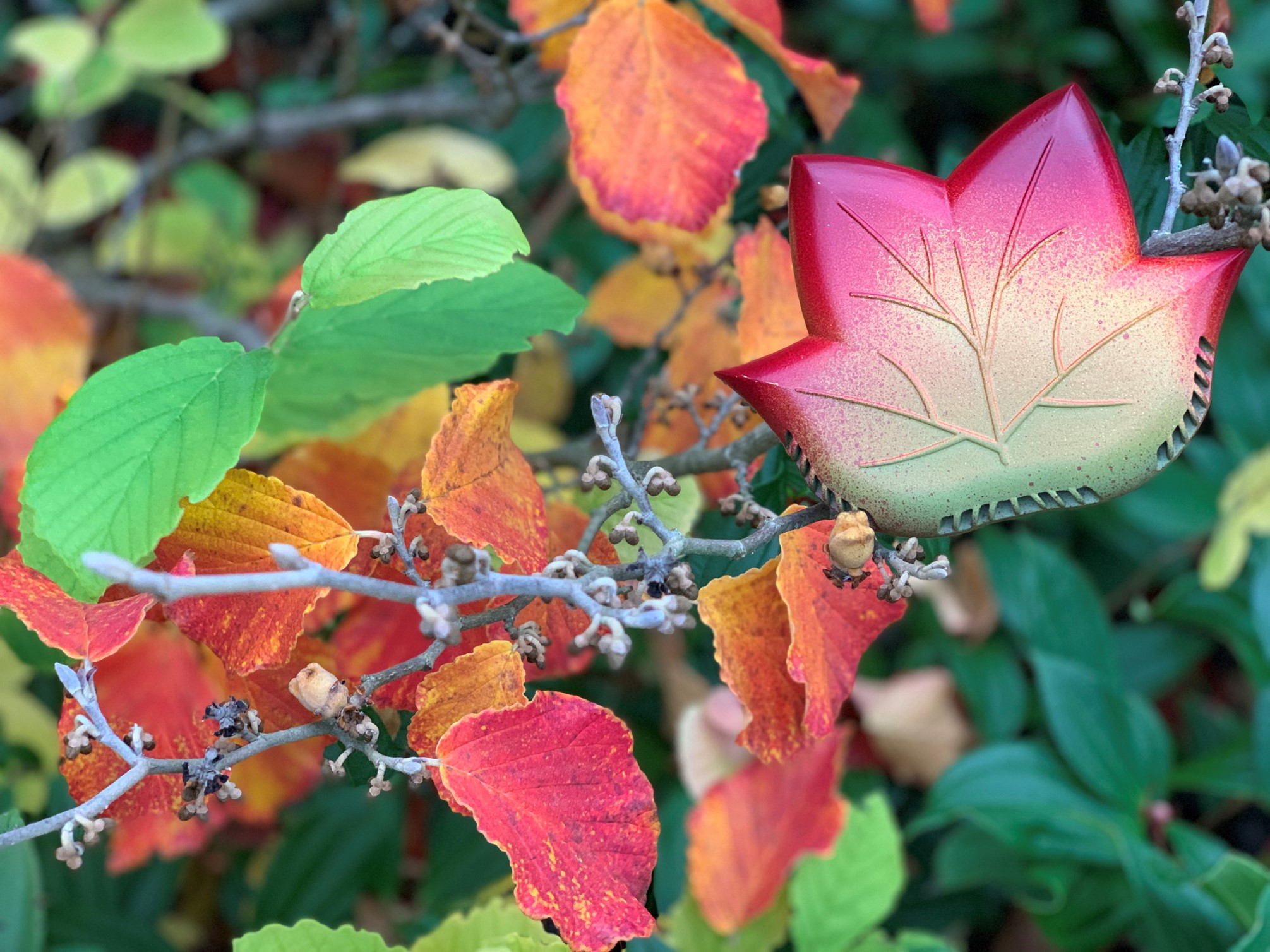 Eclipse Leaf