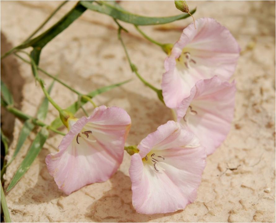 Qatar Wildflowers Convolvulus Arvensis Susan Madzia