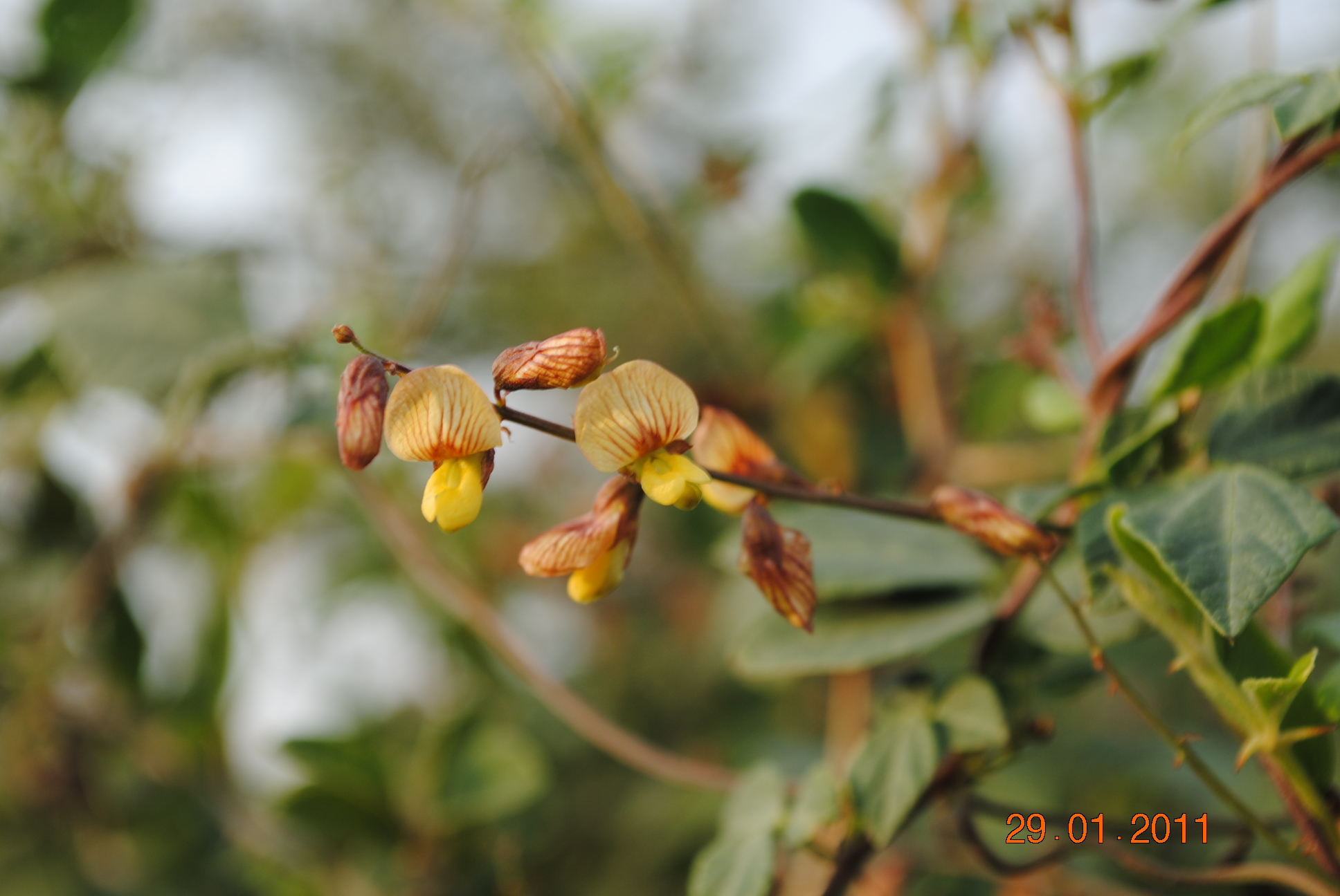 Wildflowers Qatar Rhynchosia Minima 1